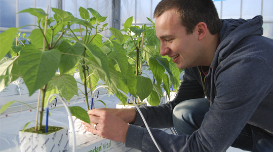 Résumé des éléments nutritifs chez le Poivron – Macroéléments