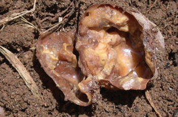 Zachtrot aardappelen kunstmest