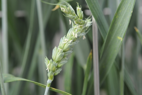 Photo 2. Carence de cuivre dans le bl&eacute;.jpg