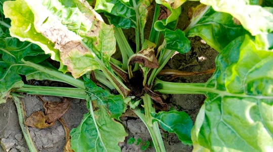 Hebben suikerbieten sporenelementen nodig?