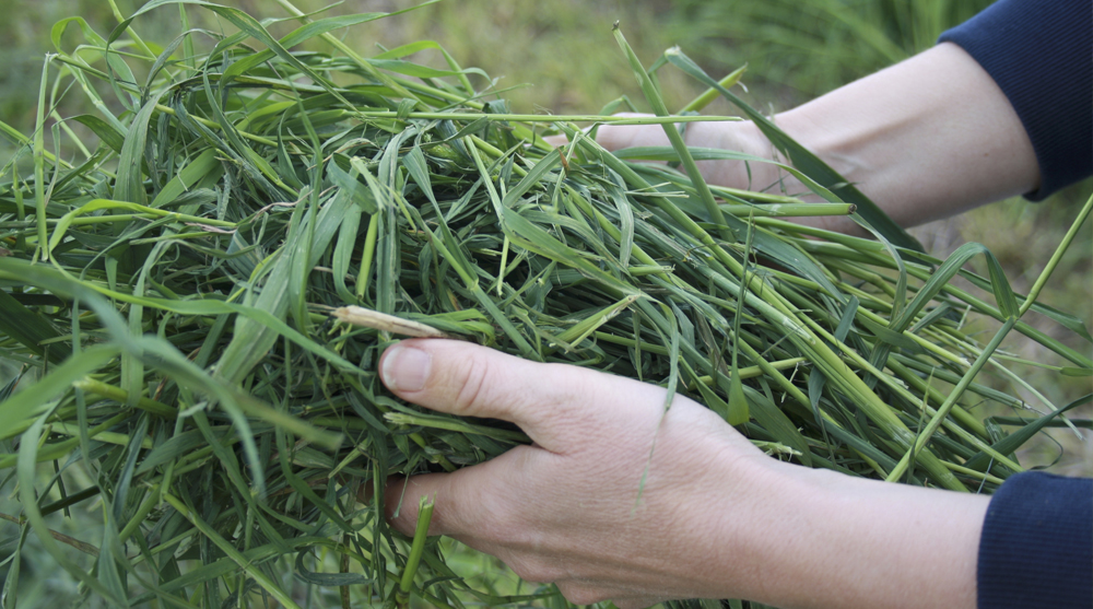Misverstanden over KAS en ureum