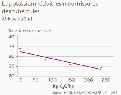 Potassium réduit meurtrissures des tubercules