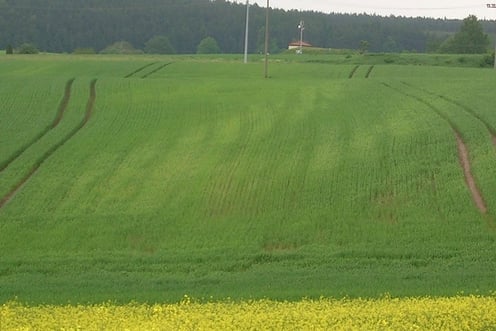 Photo 1. Carences en mangan&egrave;se localis&eacute;es dans le champ.jpg