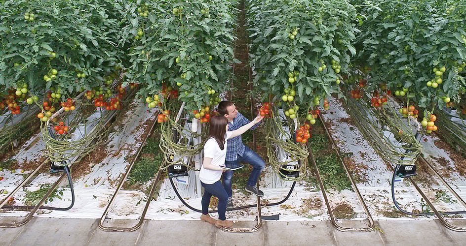 yara fertigation center