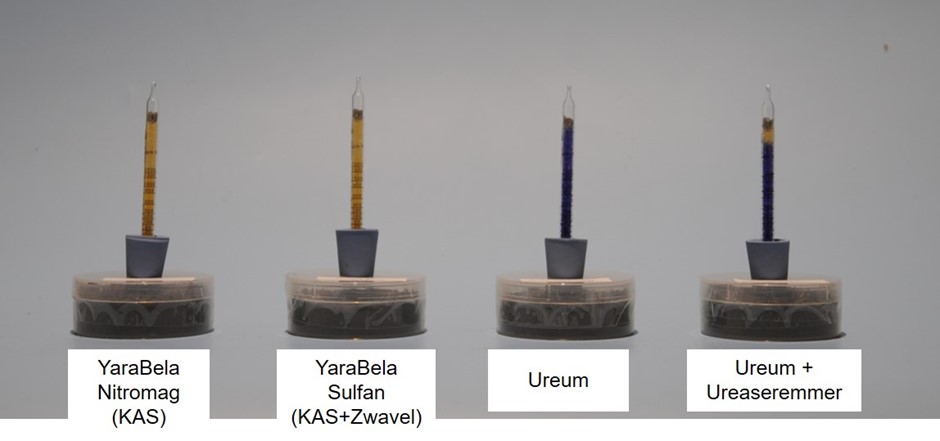 Ammoniakverlies na elf dagen.jpg