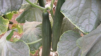 De kwaliteit van komkommers beïnvloeden