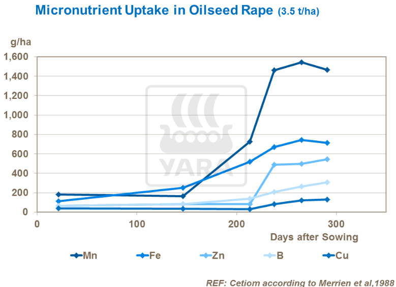 Absorption des micro-nutriments par le colza