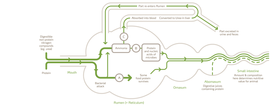 Diagram Digesting feed urea