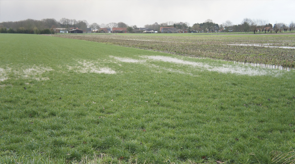 Nat, natter, natst: drijfmest pas voor de tweede snede?