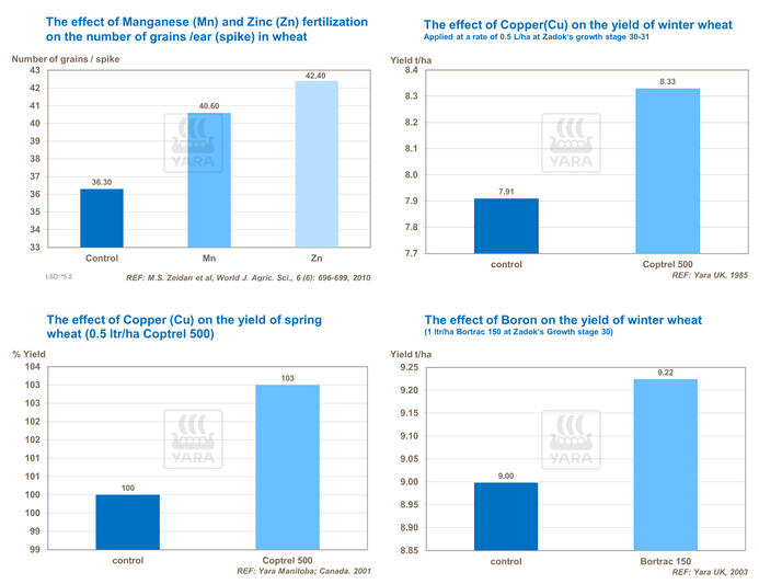 Effet du manganèse et du zinc sur nombre de grains par épi