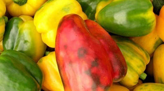 Ravageurs et maladies