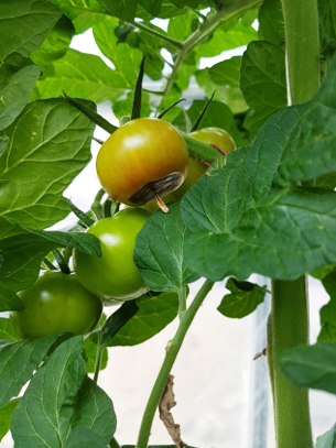 GLAS04 02 tomaat neusrot body.jpg