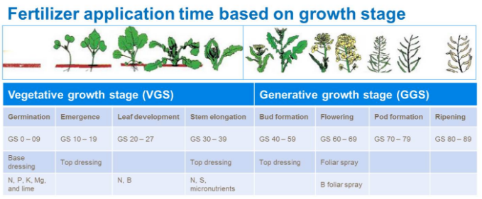 Application de fertilisant selon les étapes de croissance