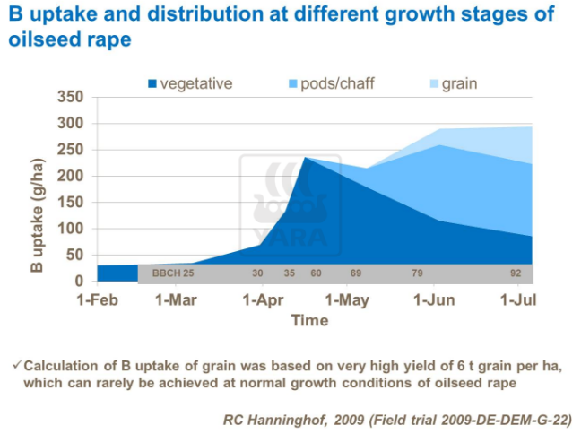 Absorption et distribution du bore à différents stades de croissance du colza