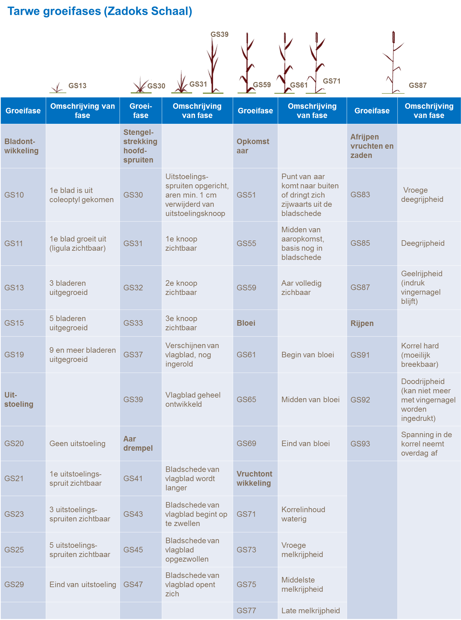 groeistadia van tarwe