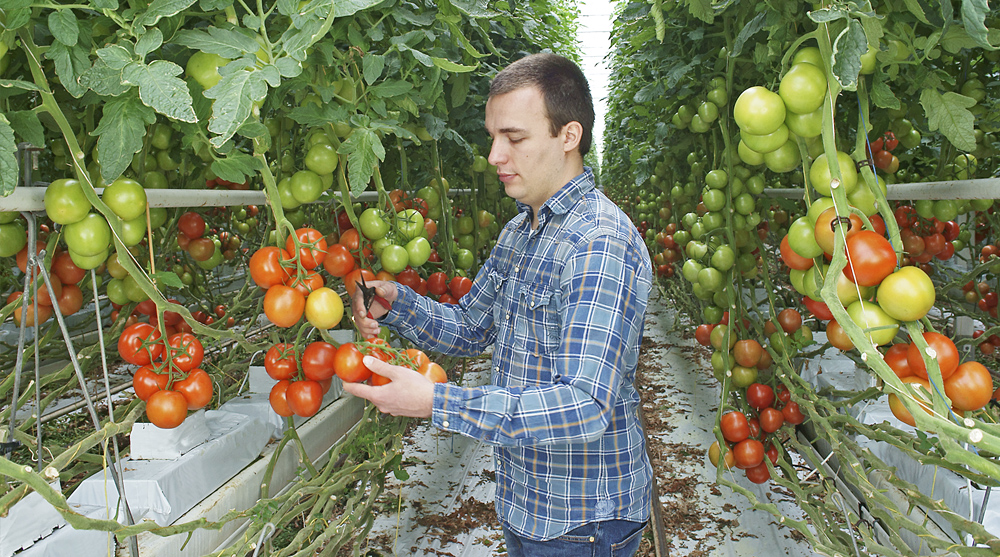 Hoog natriumaanbod in gietwater nadelig voor productie en kwaliteit tomaat