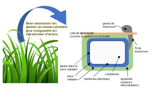 04 Les oligo-&eacute;l&eacute;ments pr&eacute;viennent les maladies.jpg