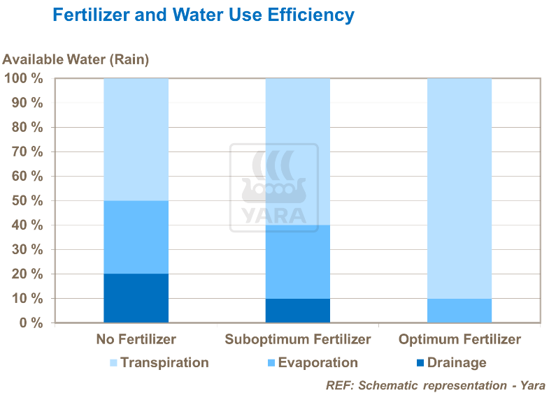 Fertilisant et efficacité de l'utilisation de l'eau