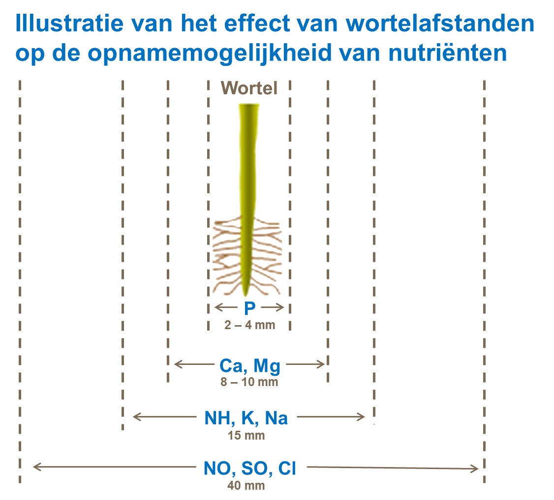 llustratie effect wortelafstanden en nutrient opname