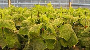 Komkommer hogedraadsysteem