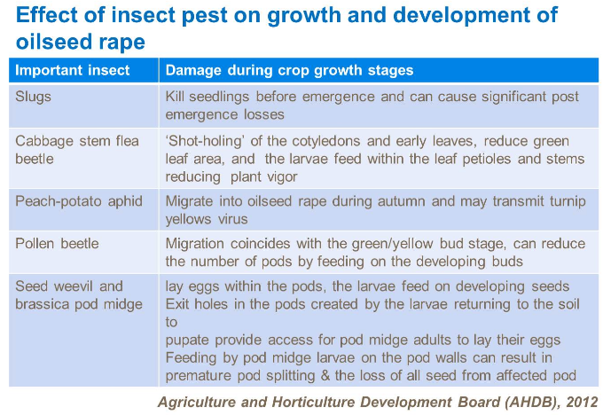 Effet des insectes nuisibles sur la croissance et le développement du colza