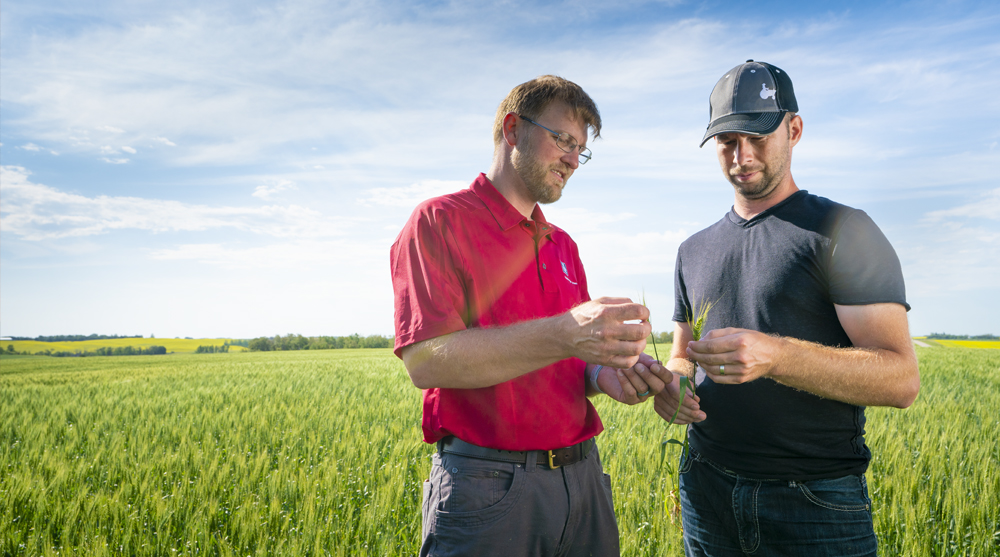 Le soufre joue un rôle clé dans l'absorption efficace de l'azote