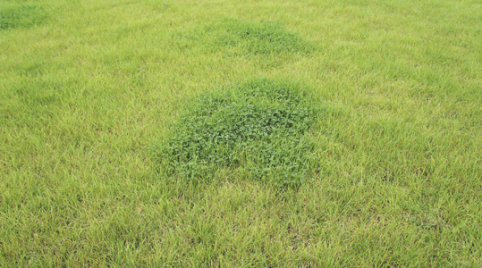 Ammoniakverliezen bij KAS en ureum: de verschillen 